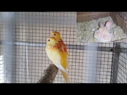 red rump parrot breeding setup