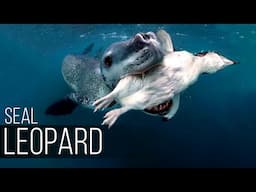 LEOPARD SEAL: This Majestic Predator is More Bloodthirsty than Sharks