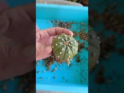 Dang. Kinda dramatic if you ask me. Astrophytum asterias #rip (sound on)