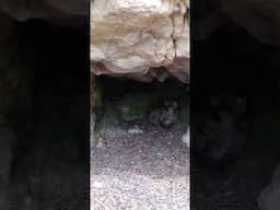 Encountered two mountain lion cubs in this video. Immediately left the area