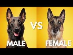 Male Vs Female Belgian Malinois: 10 Differences Between Them