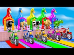 5 Giant Duck Cartoon, Lion, Elephant, Tiger, Gorilla, Dinosaur, Transfiguration funny animal 2024