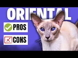 Oriental Cats: Pros and Cons of This Unique Breed