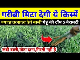 गेहूं की टॉप वैरायटी 2024 में | Top wheat seeds: PBW 621,HD 2967,DBW 17,KW 34,PBW 343 गेहूं की खेती