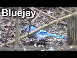 Blue Jay | Fast Field Guide