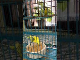 Budgies parrot in my room #budgiesparrot #budgiesbaby