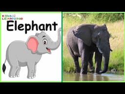 WILD ANIMALS | Learn Wild Animals Sounds and Names For Children, Kids And Toddlers I  Animal Names