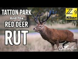 Red Deer Rut Tatton Park