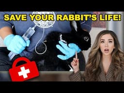 This will Save Your Rabbit’s Life! (SubQ Fluids)