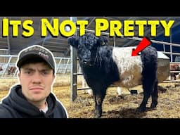 Belted Galloway In Poor Health | Fuel Pump Change Will She Run