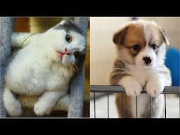 😂 Funniest 😹 Cats And Cutest 🐶 Dogs - Awesome Funny Pets