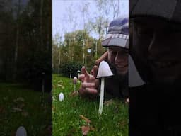 Shaggy inkcap! Wild edible and medicinal mushrooms #mushroom #foraging #asmr #shorts