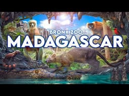 Zoo Tours: The Best of Its Kind in America | Madagascar! at the Bronx Zoo