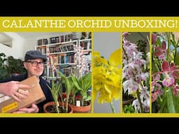 Calanthe orchid un-boxing!