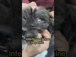 Infectious Canine Hepatitis.