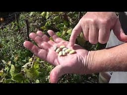 How To Harvest And Save Heirloom Bush Bean Seeds