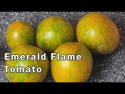 Tasting the Emerald Flame Tomato: Honest Review and Impressions