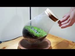 A Moss Terrarium Balancing on Its Edge (A Face in a Jar)