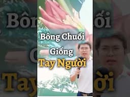 Chuyện lạ, cây chuối trổ ra cái bông giống bàn tay người - ĐỘC LẠ VIỆT NAM