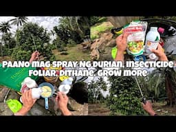 PAANO MAG SPRAY NG DURIAN PUYAT VARIETY.