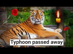 The Great  Amur Tiger Typhoon Passed Away