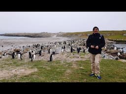 Celebrity Eclipse Antarctica Cruise day 10: Falkland Islands (Islas Malvinas)