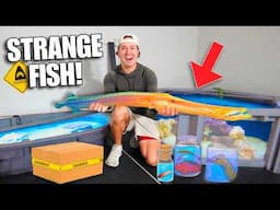 BUYING The STRANGEST FISH From the STORE For My SALTWATER POND!!