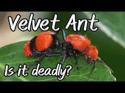 Are Velvet Ants Deadly?