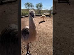 Farm Animal CHAOS and EMU ZOOMIES!