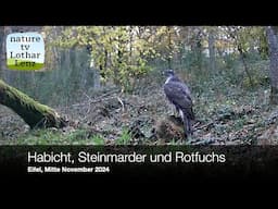 Habicht, Steinmarder und Rotfuchs im Eifelwald Mitte November 2024