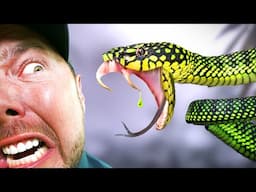 FACE to FANG With One of Asia's Rarest Snakes!