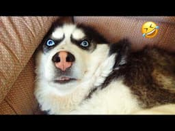 Huskies are pro at saying NO🤣 The Most Dramatic Huskies | Normal dogs vs Huskies 🐕