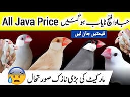 All java price | java sparrow market price update | java finch price white silver albino opal fawn