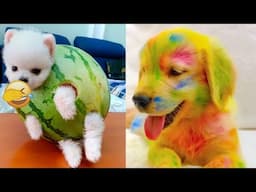 Cute Baby Animals 🌈 Funny and Cute Moment Cats and Dogs 😻🐶 Cutest Animals 2024 #09