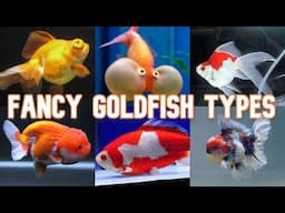 Fancy Goldfish | 20 Types To Know