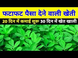 झटपट पैसा देने वाली सब्जी की खेती | Hari methi ki kheti kaise karen | Fenugreek farming in hindi