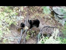 Yelling At Bears Works & Is Highly Effective (10th bear encounter) See Video In Description :)