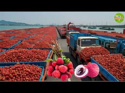 The World's Largest Lychee-Producing Country: Modern High-Tech Lychee Farming. How to plant lychee?