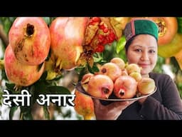 || Local Pomegranate Season In Kinnaur HP|| Anar Chutney Recipe||