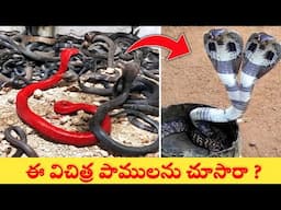 ఇలాంటి 10 వింత పాములు అస్సలు చూసి ఉండరు | Top 10 Rarest Snakes In The World