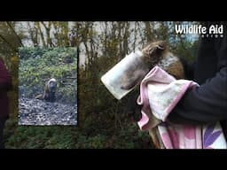 A FOX's HEAD stuck in a JAR for FOUR DAYS!!