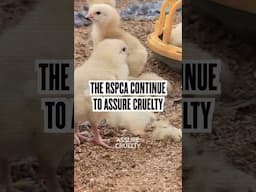 THIS ENDS NOW | THE RSPCA RESPONDS TO OUR EXPOSÉ OF RSPCA ASSURED CRUELTY