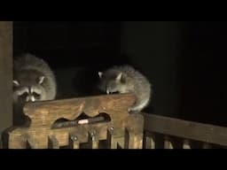 ANGIE SITS WITH THE RACCOONS (another cold and rainy night