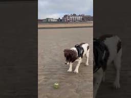 Happy George Dog #springerspaniel #SpringerspanielGeorge #Blackpoolbeach