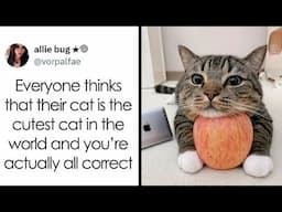 Hilarious And Adorable Cat Memes That Prove Why The Internet Loves Them So Much  || Funny Daily