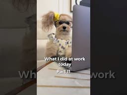 What I did at work today part 11 #noodlesthepooch #funny #corporatecanine #workhumor