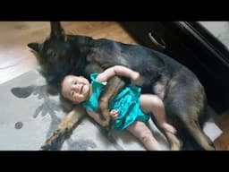 Cute Dogs Grow Up With Baby And They Do Everything Together