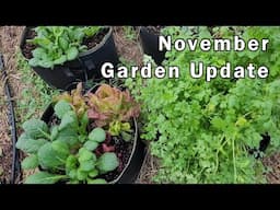 November Garden Update - What Is Still Alive In Our Vegetable Garden