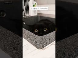 Best ghost blink #funny #ghostblinking #blink #animals #cat #cats