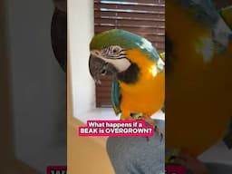 Overgrown Beak on Parrot or Macaw?